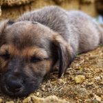 napping puppy.